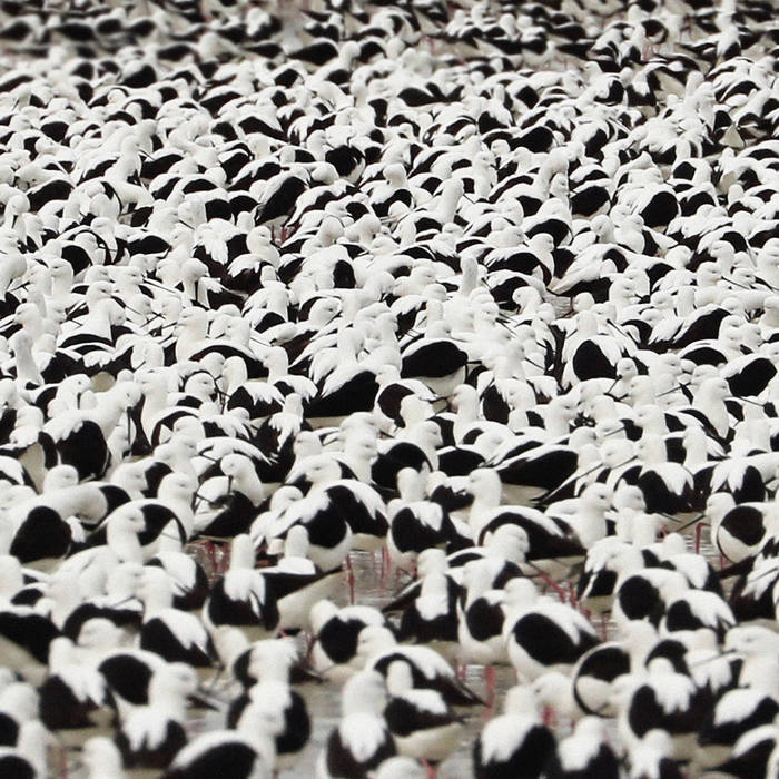 Stella Donnelly - Flood Vinyl [SALE]