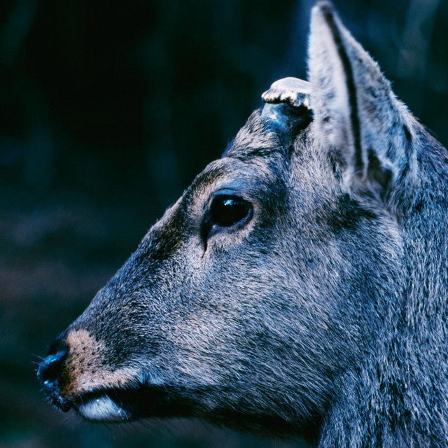 Toe - the book about my idle plot on a vague anxiety ("DEER GLISTEN" BLUE) VINYL